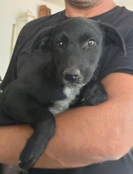 🐶❤️ Moritz SUCHT EIN ZUHAUSE ❤️🐾 - Stuttgart