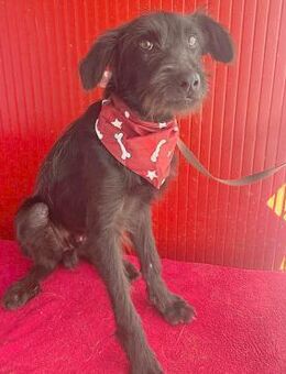 ❤️ kleine arme Seele PEDRO ❤️ - Mamming