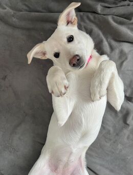 Schweizer Schäferhund-Mischling Welpe - Borgholzhausen