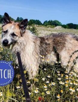 Mitch eine treue Seele - Mannheim