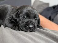 Bernersennen Labrador Welpen - Emsbüren