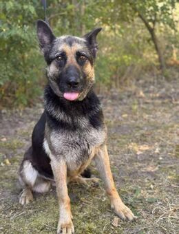 Hera sucht ein liebevolles Zuhause - Berlin