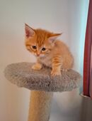 Main Coon Waldkatze Mischling in 84051