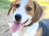 Beagle-Mix JELLA sucht ein Zuhause - Sehnde