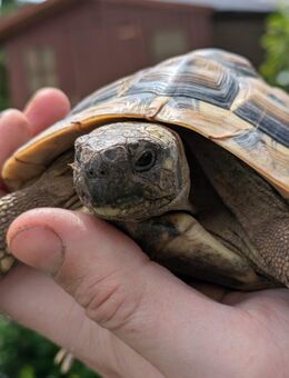 männliche Griechische Landschildkröte (Testudo hermanni boettgeri, thb) aus 2014 abzugeben - Königsbrunn