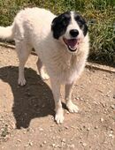 Coco wünscht sich ein Zuhause in 04157