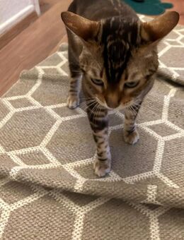 Kater sucht liebevolles Zuhause mit Freigang – am besten auf einem Bauernhof - Neuss