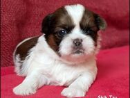 Shih Tzu Welpen aus eingetragener Zucht!! - Lippstadt