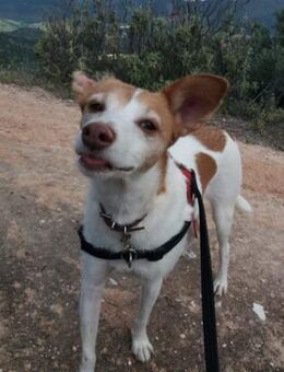 Bella sucht Geborgenheit - Berlin