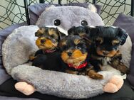 Yorkshire Terrier Welpen mini baby antialergika