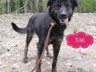 Yumi - Mannheim