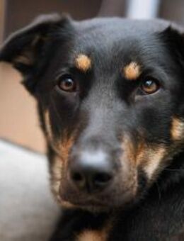 Hübsche Fanny sucht aktives Zuhause - Duisburg