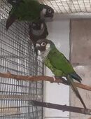 Salvadori Weißohrsittiche in 17349