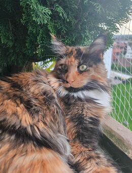 Traumhafte Maine Coon Schwestern - Bobingen Zentrum