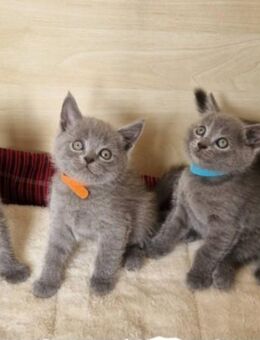 7 süße Kätzchen 12 Wochen alt suchen ab sofort ein liebevolles Zuhause - Garbsen