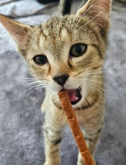 Babykater suchen neues Zuhause - Wallerfangen