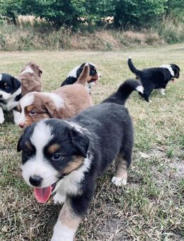 Australian Shepherd Welpen - Fürstenau
