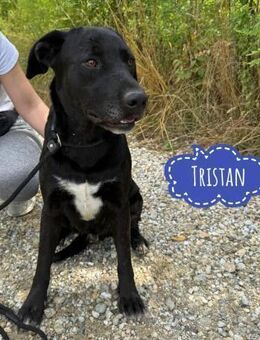 Tristan ein sehr lieber Bub - Flörsheim-Dalsheim