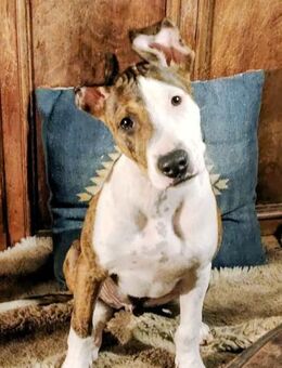 Henry kleiner Wonneproppen - Algermissen