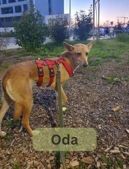 ODA, w., kastr., Podenco-Mix, ca. 44 cm - Sipplingen