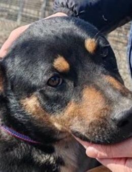 Süße ♥Stella♥ treuer Schatz auf 4 Pfoten - Hamburg