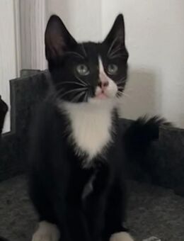 Kleinen Kater such neue zuhause - Öhringen