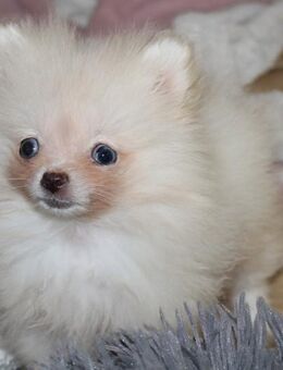 Kleiner Pomeranian Zwergspitz Welpe mit Ahnentafel mit blau marmorieren Augen - Eichenzell