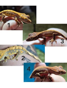 Correlophus ciliatus (Kronengecko Babys) - Ichenhausen