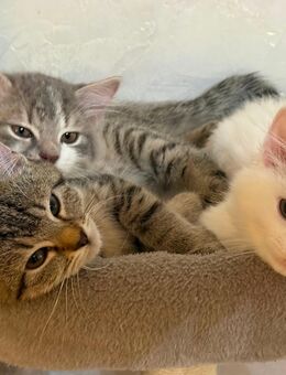 Babykatzen 3 "Mädchen" im Alter von 13 Wochen abzugeben - Berlin Charlottenburg-Wilmersdorf