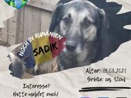 SADIK - hat eine Fellnasengroßfamilie - Waakirchen