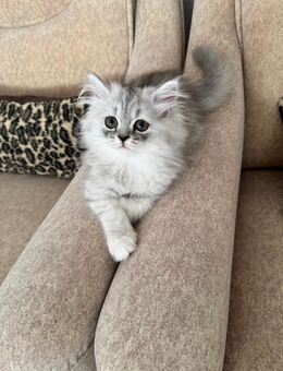 Kitten reinrassige Perser Baby Katzen - Leipzig