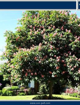 Repräsentativer Landsitz/Aussiedlerhof Alleinlage - mit viel Platz auf großem Anwesen in Limburg - Limburg (Lahn)