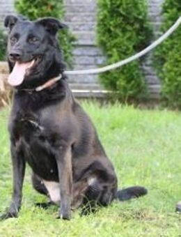 Goya - hat ein offenes, charmantes Wesen - Rheine