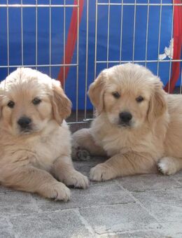 JIMMY,Golden Retriever Welpen im Mai 2025 geb.m.Pap. - Hannover Mitte