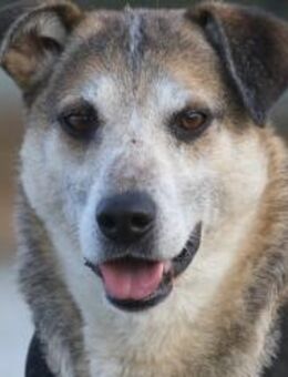 Rudi Partner fürs Leben gesucht!🌞 - München