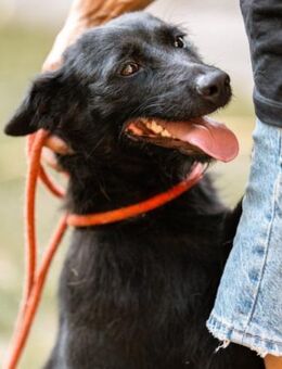 Ebony 💗 verträglich, lieb, offen! - Hamburg