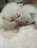 Bkh britisch kurzhaar Zuckersüße Kitten in 48683