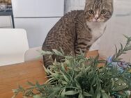 Mathilda sucht Für immer Zuhause - Leubsdorf (Rheinland-Pfalz)