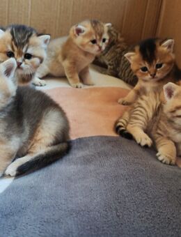 BKH Kitten - Nürnberg