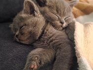 Reinrassige BKH Kitten in liebevolle Hände abzugeben! - Remscheid