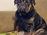 Engl Bulldogge Mädchen sucht Familie - Aurich