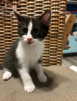 2 süße Kitten suchen ab September ihr Zu Hause - Hamburg