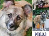 MILLI * geduldige Hundefreundin ❤️ - Duisburg