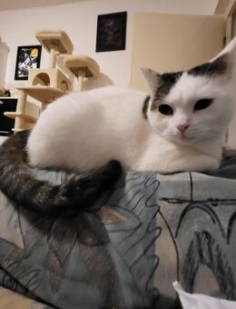 Katzen Dame sucht neuen Dosenöffner - Gehren
