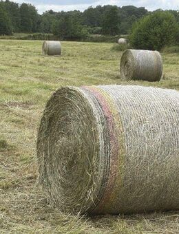 Zum Abmähen: ca. 1,4Ha, Naturbelassene Heuwiese zur einmaligen Nutzung – Perfekt für Tierfutter - Hohenwestedt