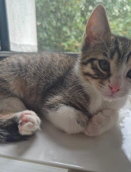 EKH Kitten - Gladbeck