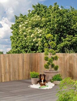 Windhager Sichtschutzzaunmatten, natürlicher Sicht- und Windschutz für Balkon und Terrasse, L: 3 m