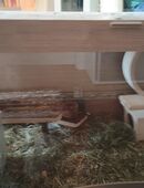 Käfig für Hamster in 37073