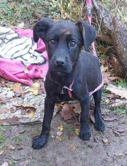 Lotte ein kleiner süßér Schatz ..... - Berlin