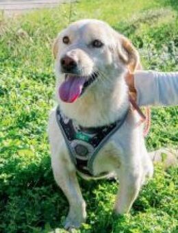 Sanfter, ruhiger Bobi - Mettmann